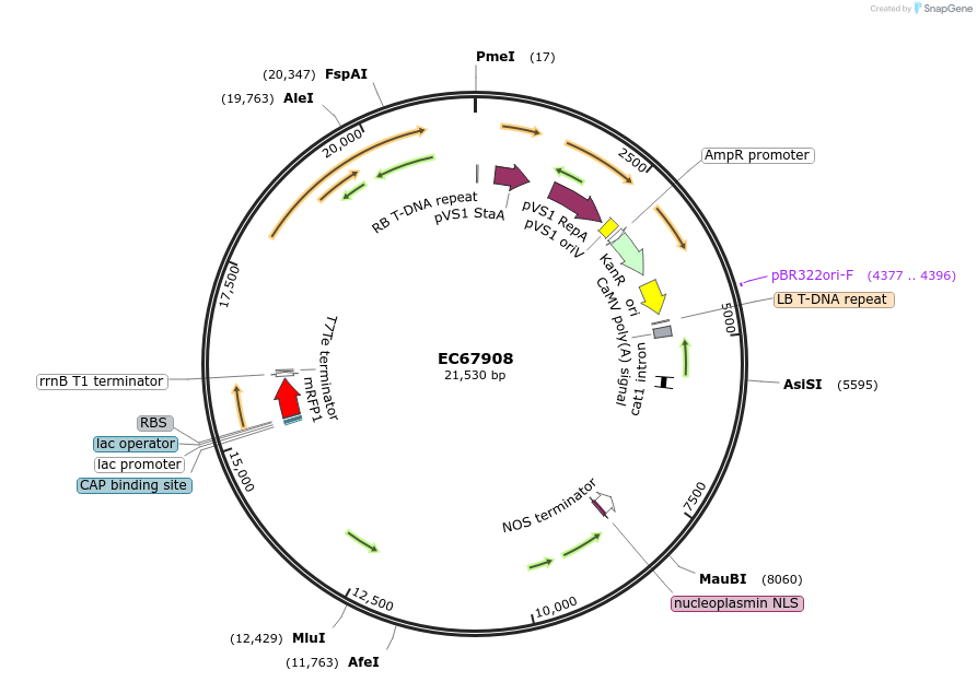 211795-plasmid-map-sequence-id-419267