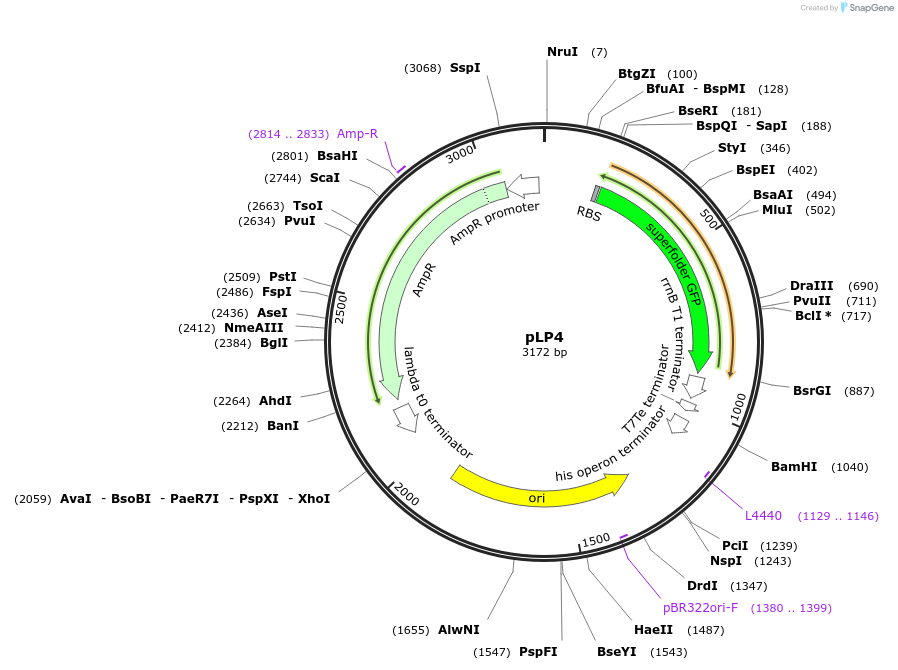 209959-plasmid-map-sequence-id-419342