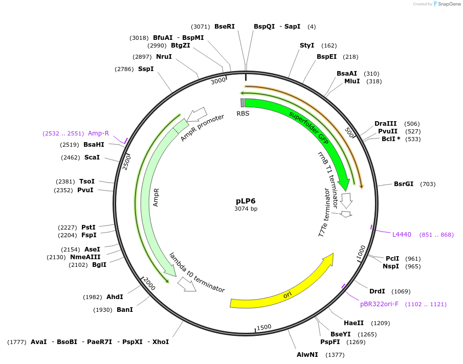 209961-plasmid-map-sequence-id-419344