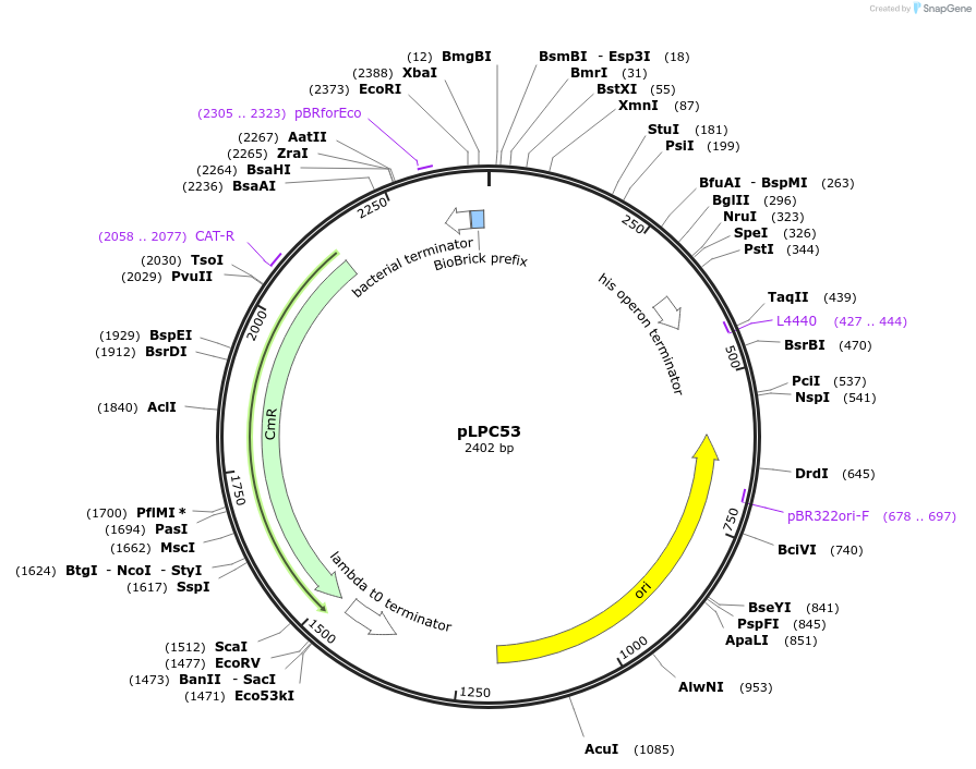 209962-plasmid-map-sequence-id-419383