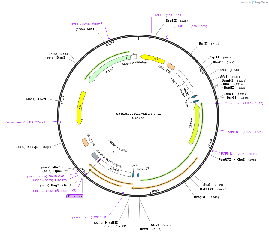 50955-plasmid-map-sequence-id-419385