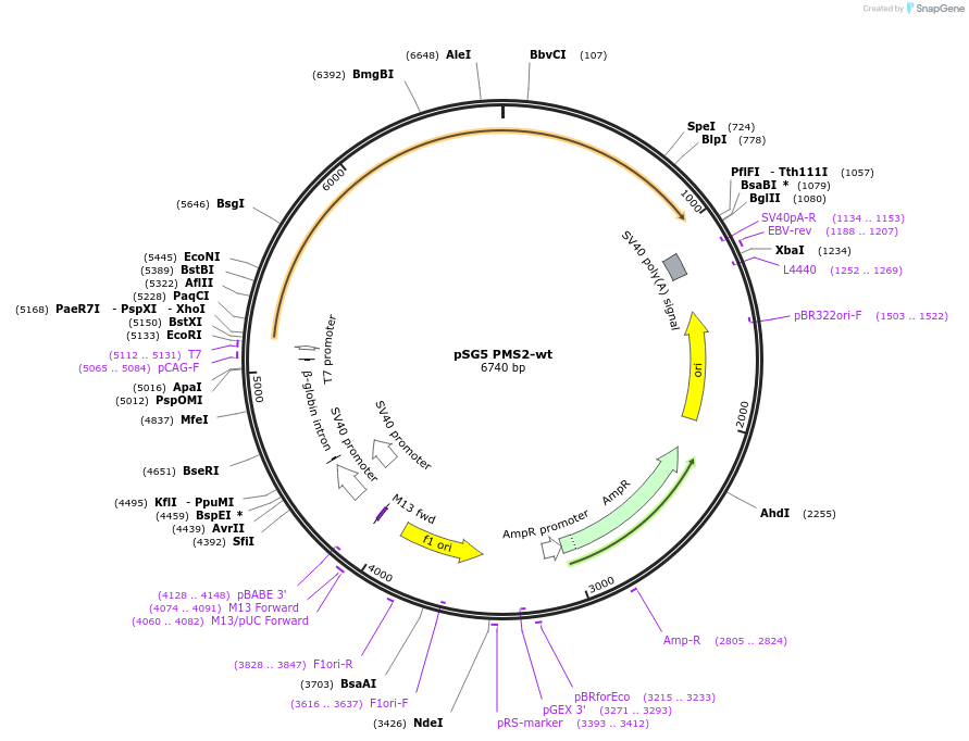 16475-plasmid-map-sequence-id-419387