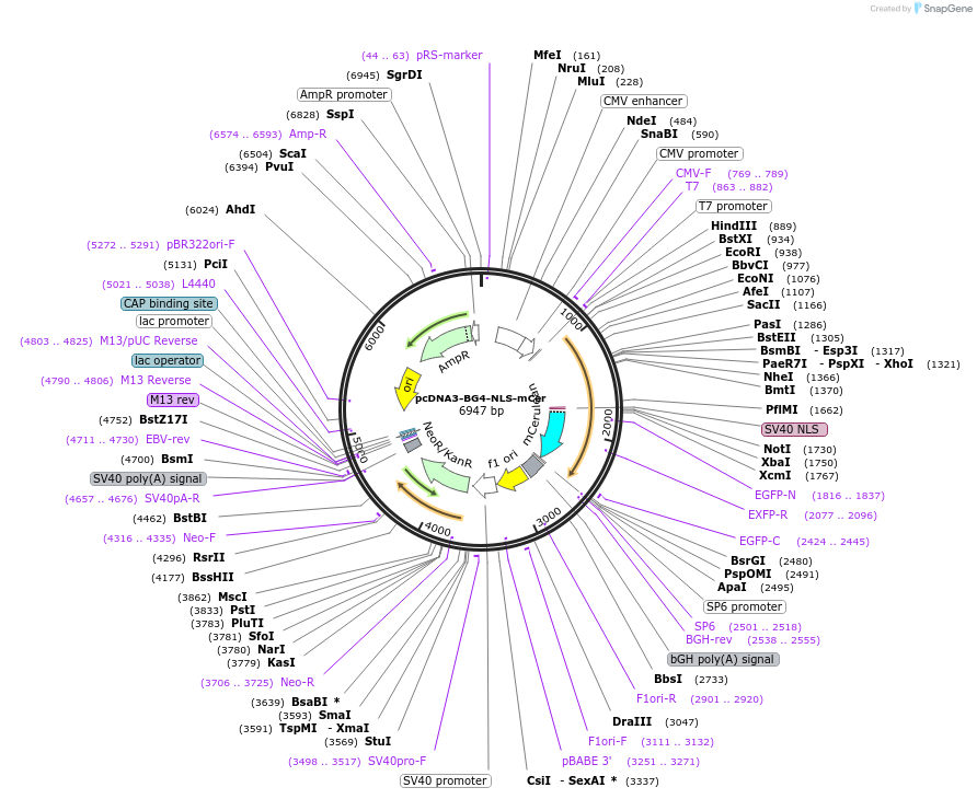 211448-plasmid-map-sequence-id-419419