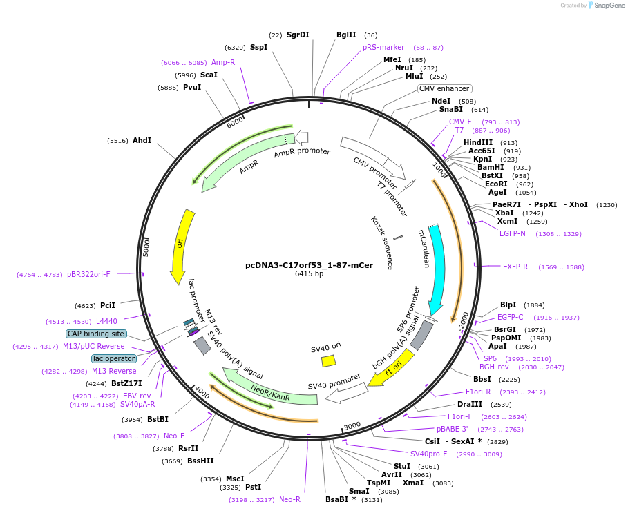 211441-plasmid-map-sequence-id-419424