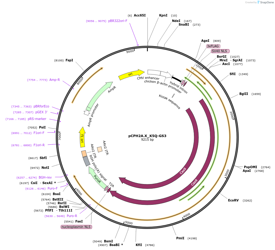 204746-plasmid-map-sequence-id-419430