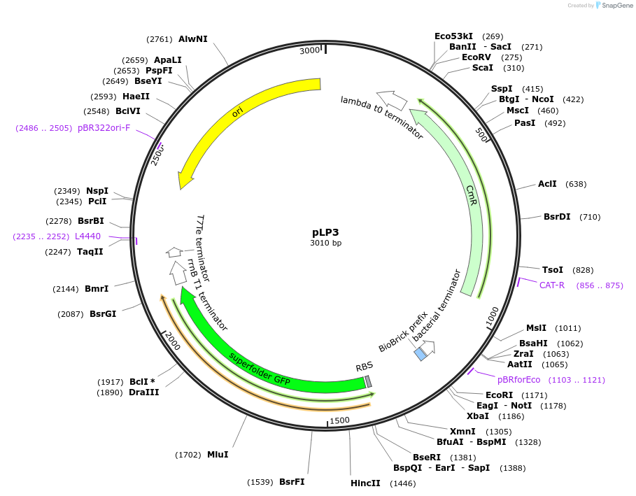 209958-plasmid-map-sequence-id-419431