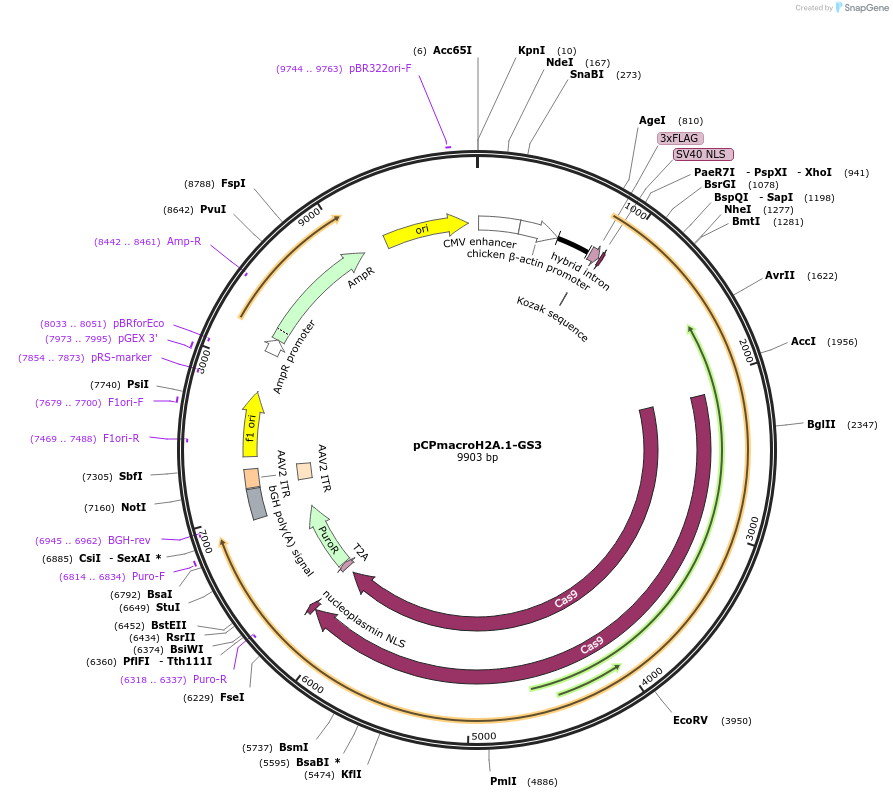 204759-plasmid-map-sequence-id-419435