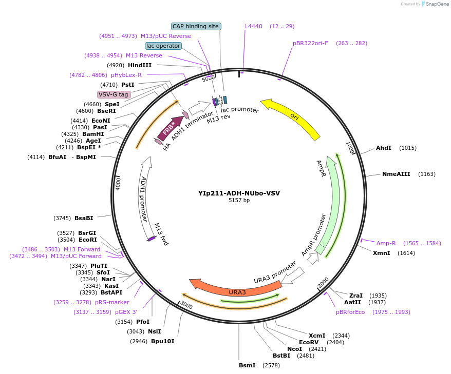 212729-plasmid-map-sequence-id-419437