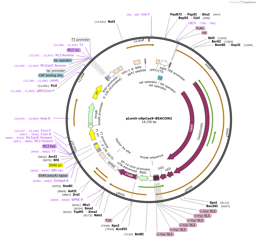 209041-plasmid-map-sequence-id-419488