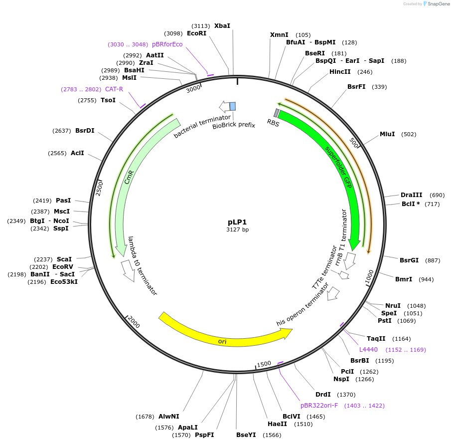 209988-plasmid-map-sequence-id-419491