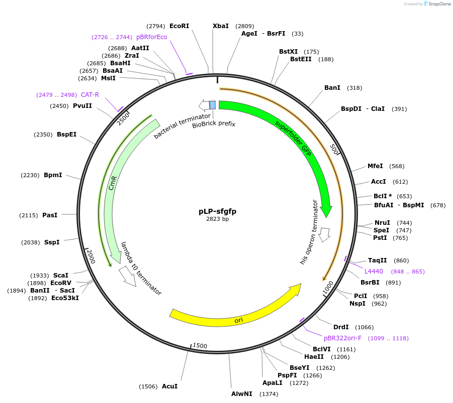 209994-plasmid-map-sequence-id-419496