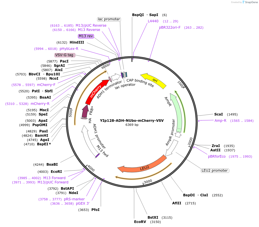 212731-plasmid-map-sequence-id-419501