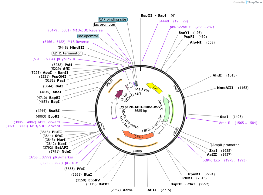 212732-plasmid-map-sequence-id-419540