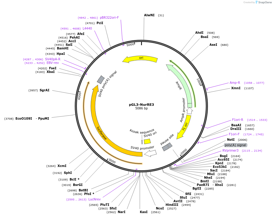 208253-plasmid-map-sequence-id-419561