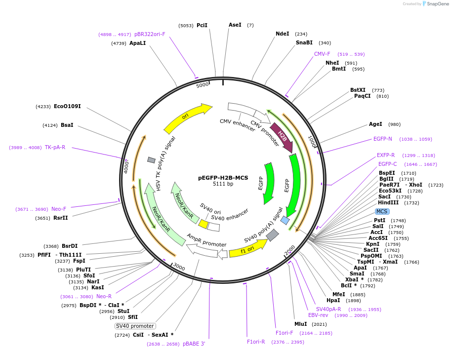 184041-plasmid-map-sequence-id-419565