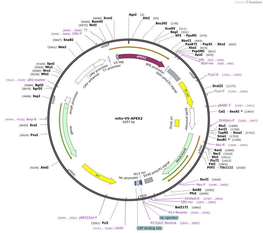72480-plasmid-map-sequence-id-419569