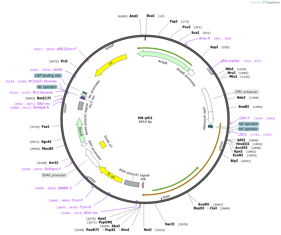 28027-plasmid-map-sequence-id-419571