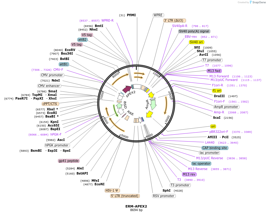 79055-plasmid-map-sequence-id-419573