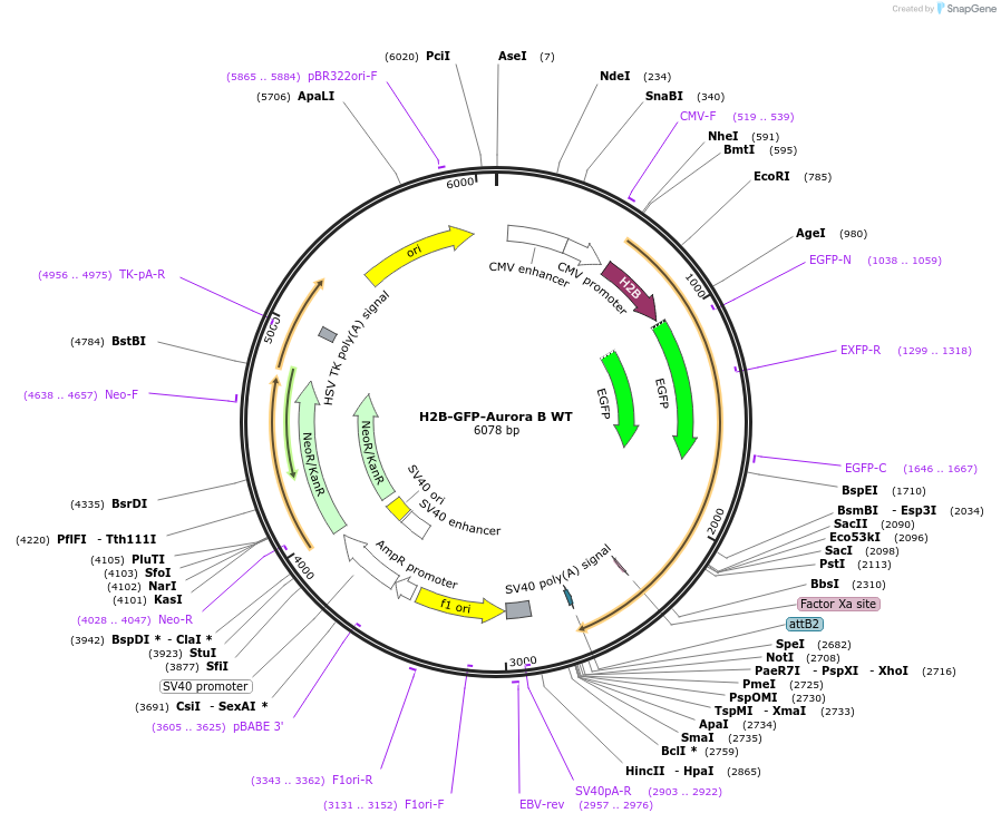 184042-plasmid-map-sequence-id-419575