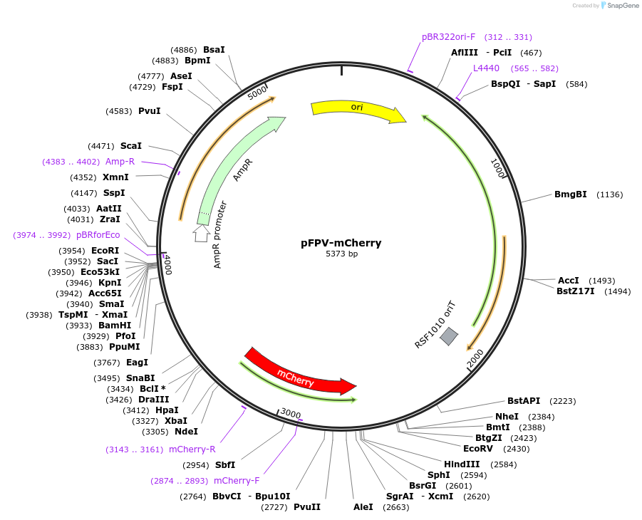 20956-plasmid-map-sequence-id-419576