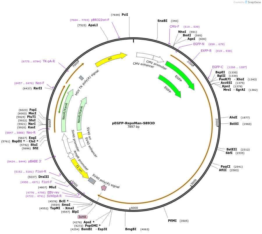 204995-plasmid-map-sequence-id-419579