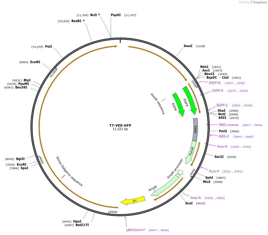 58977-plasmid-map-sequence-id-419580