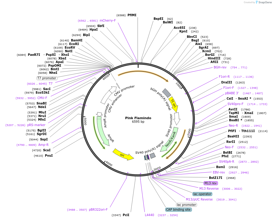 102356-plasmid-map-sequence-id-419581
