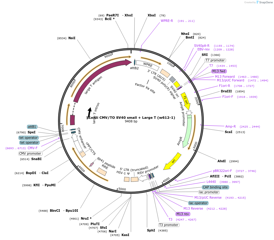 22298-plasmid-map-sequence-id-419585