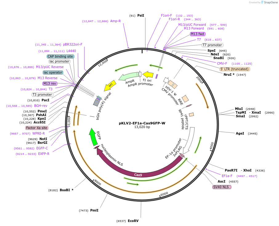 200100-plasmid-map-sequence-id-419586