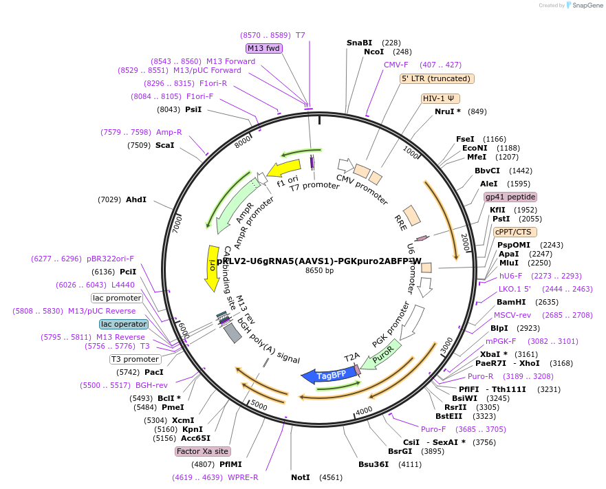 200459-plasmid-map-sequence-id-419587