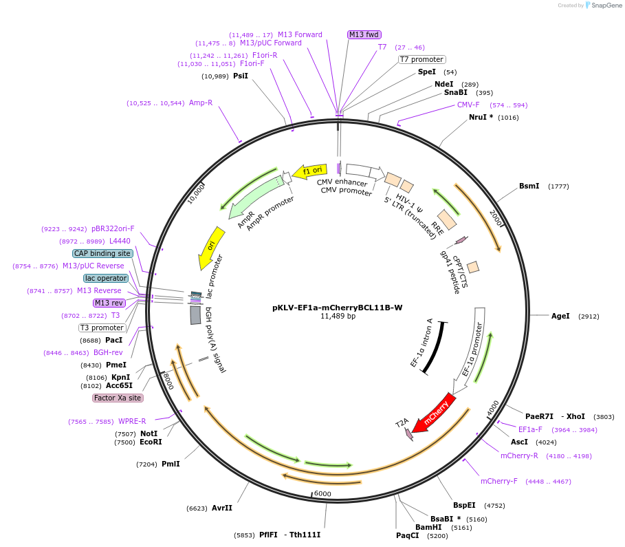 208758-plasmid-map-sequence-id-419589