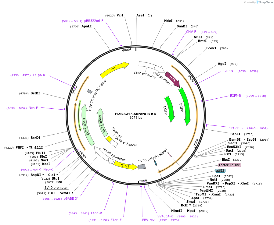 184043-plasmid-map-sequence-id-419591