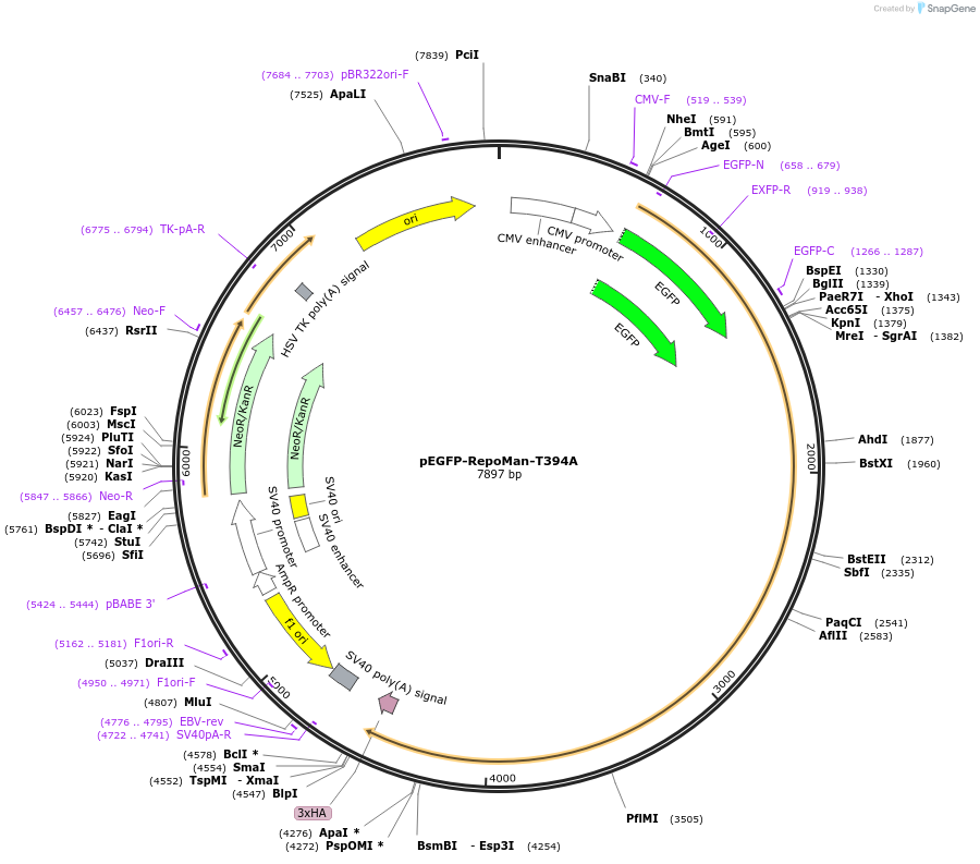 204994-plasmid-map-sequence-id-419599