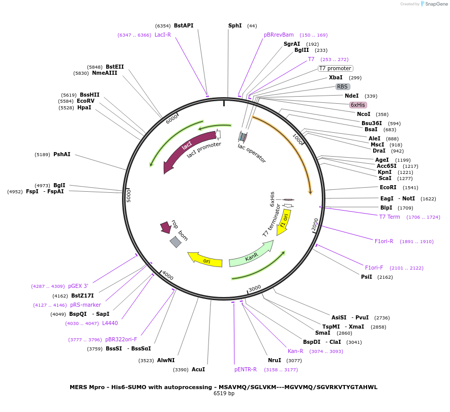 204790-plasmid-map-sequence-id-419615