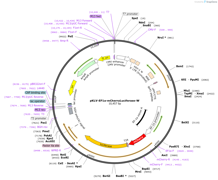 200101-plasmid-map-sequence-id-419620