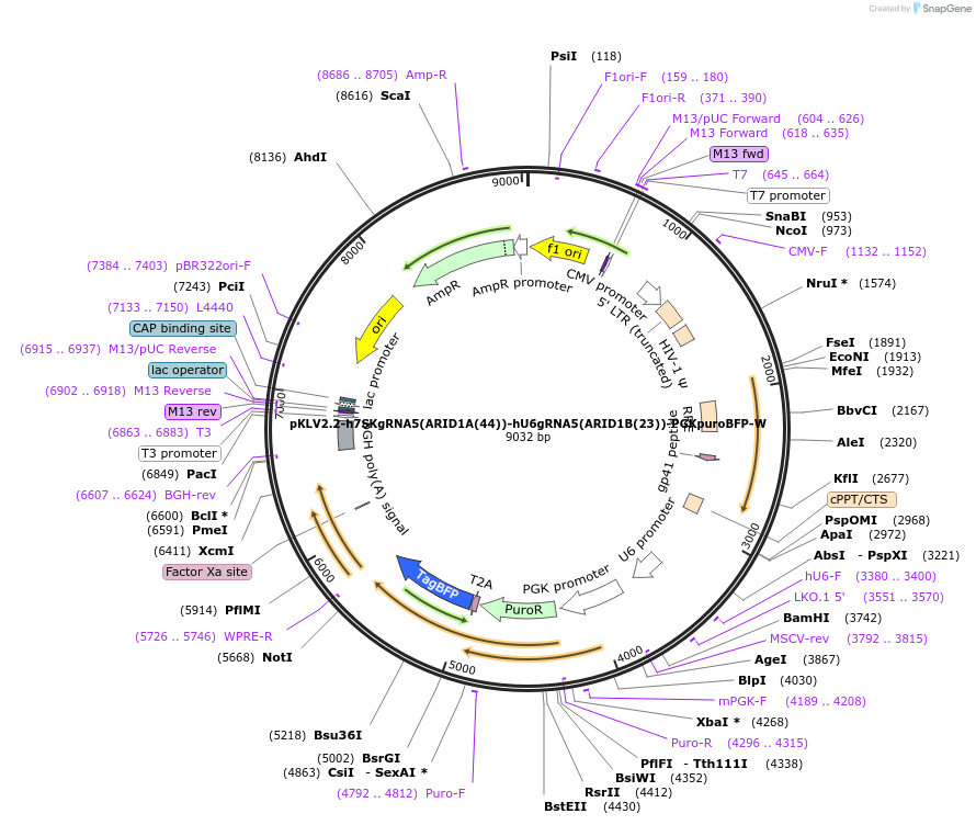 200508-plasmid-map-sequence-id-419621
