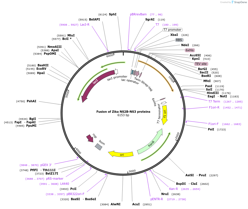 204815-plasmid-map-sequence-id-419641