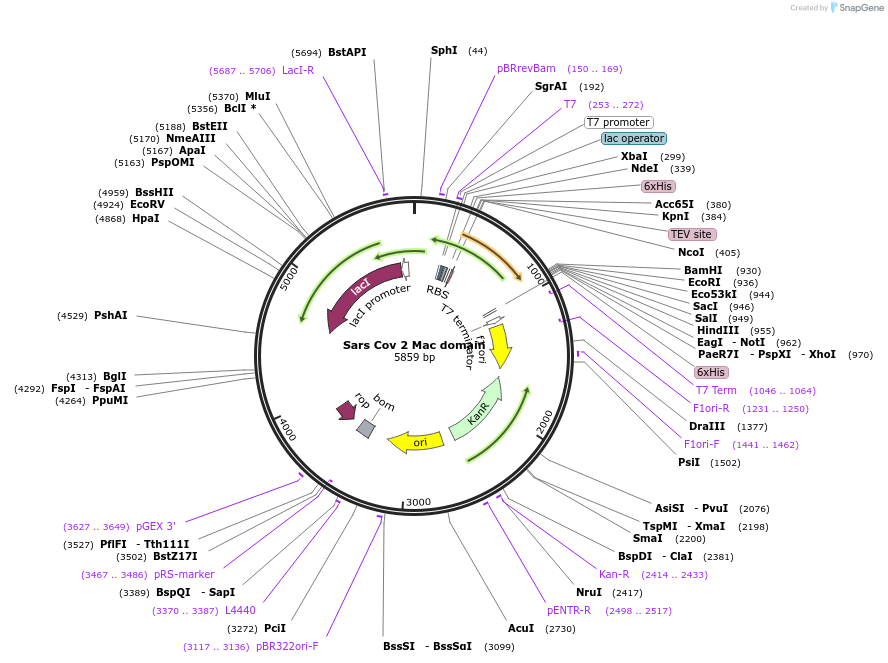 204787-plasmid-map-sequence-id-419648