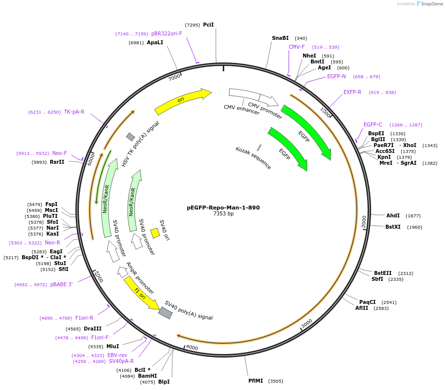 184272-plasmid-map-sequence-id-419657