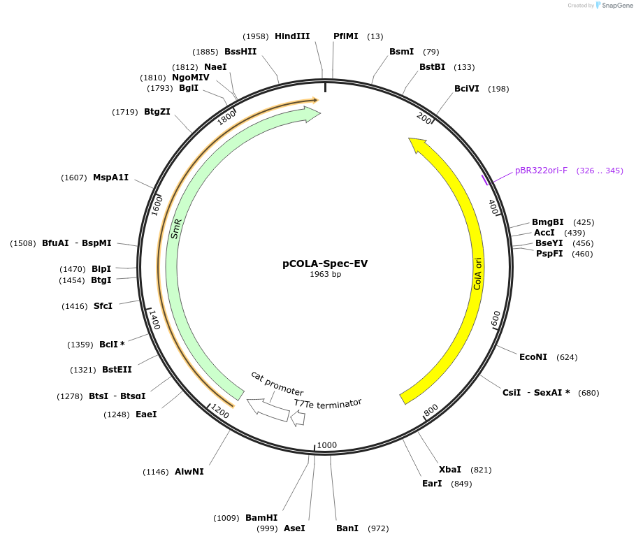 212095-plasmid-map-sequence-id-419669