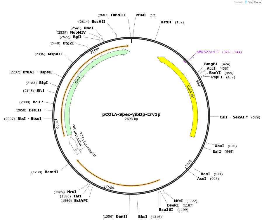 212094-plasmid-map-sequence-id-419670