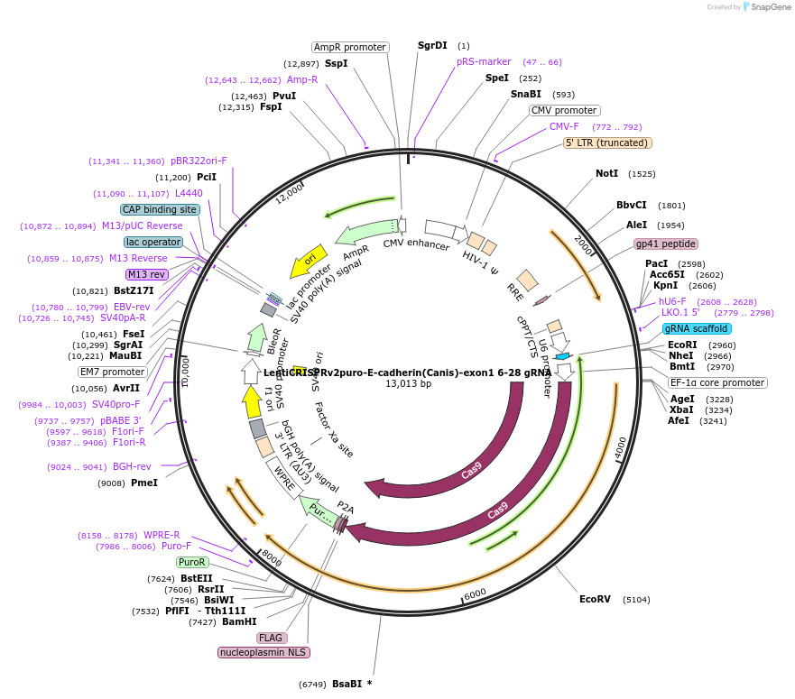 209922-plasmid-map-sequence-id-419672