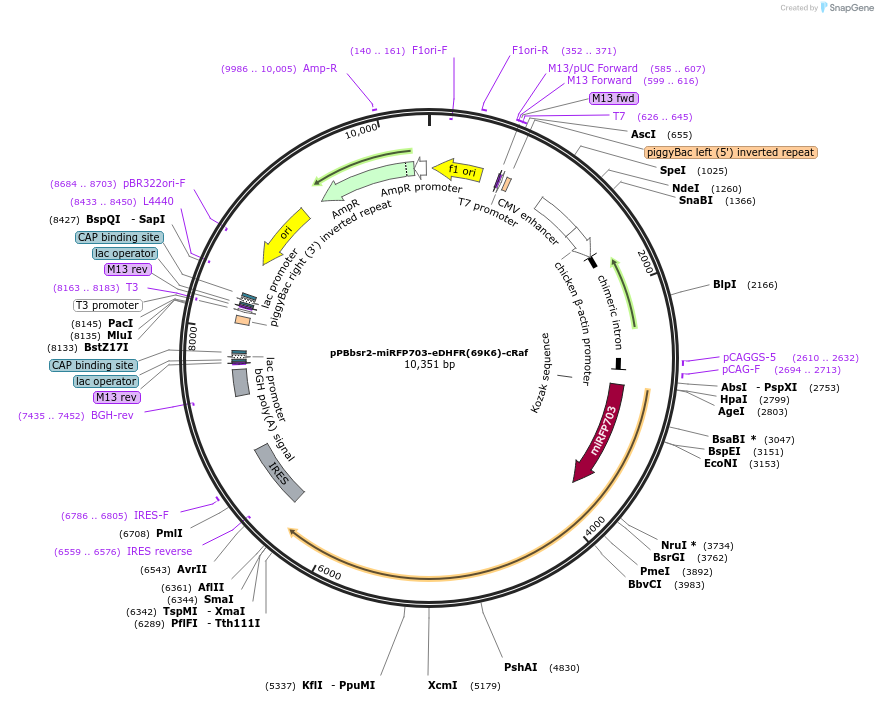 209921-plasmid-map-sequence-id-419674