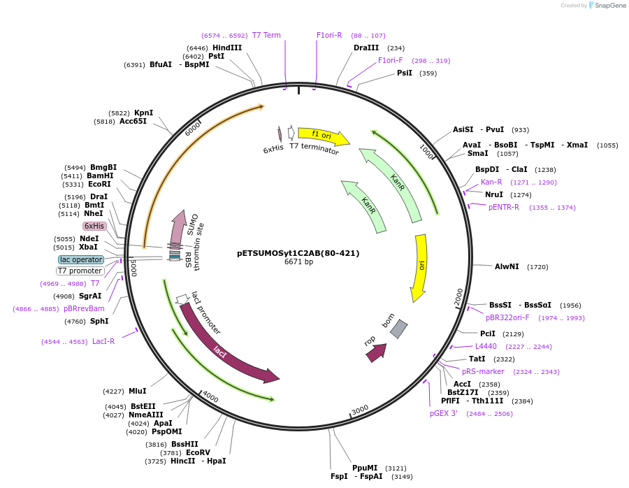 209005-plasmid-map-sequence-id-419680