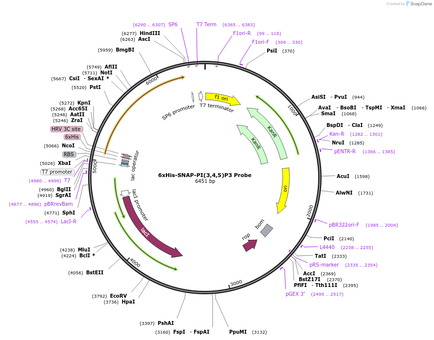 211514-plasmid-map-sequence-id-419695