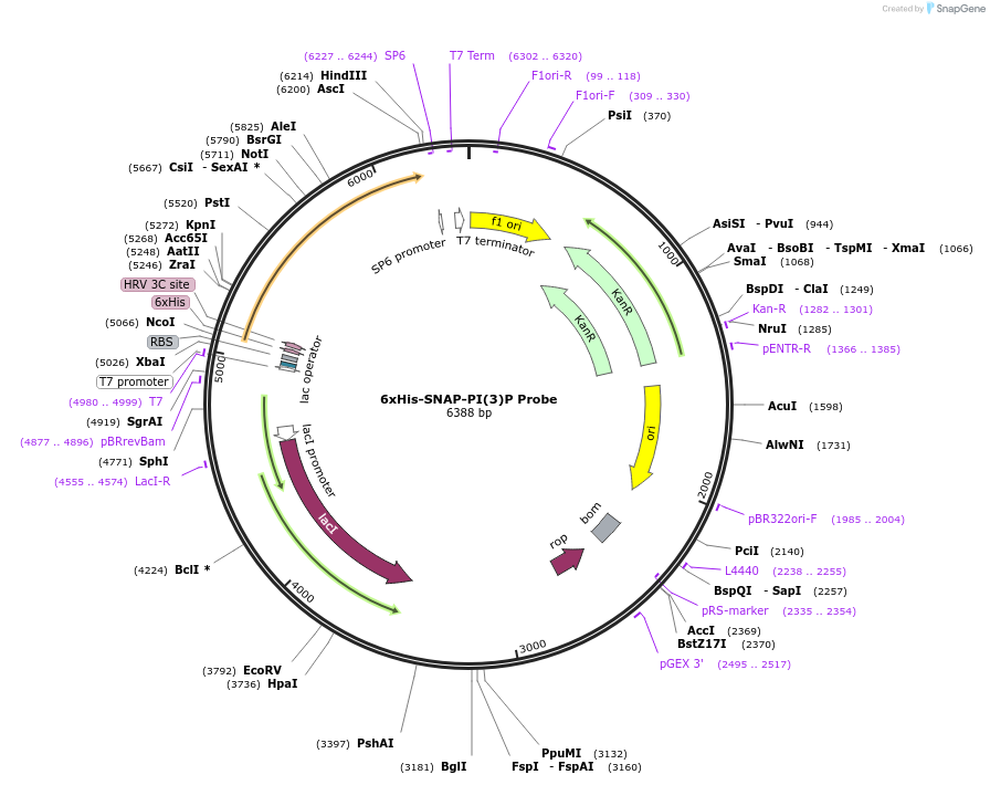 211508-plasmid-map-sequence-id-419698