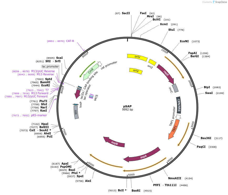206429-plasmid-map-sequence-id-419733