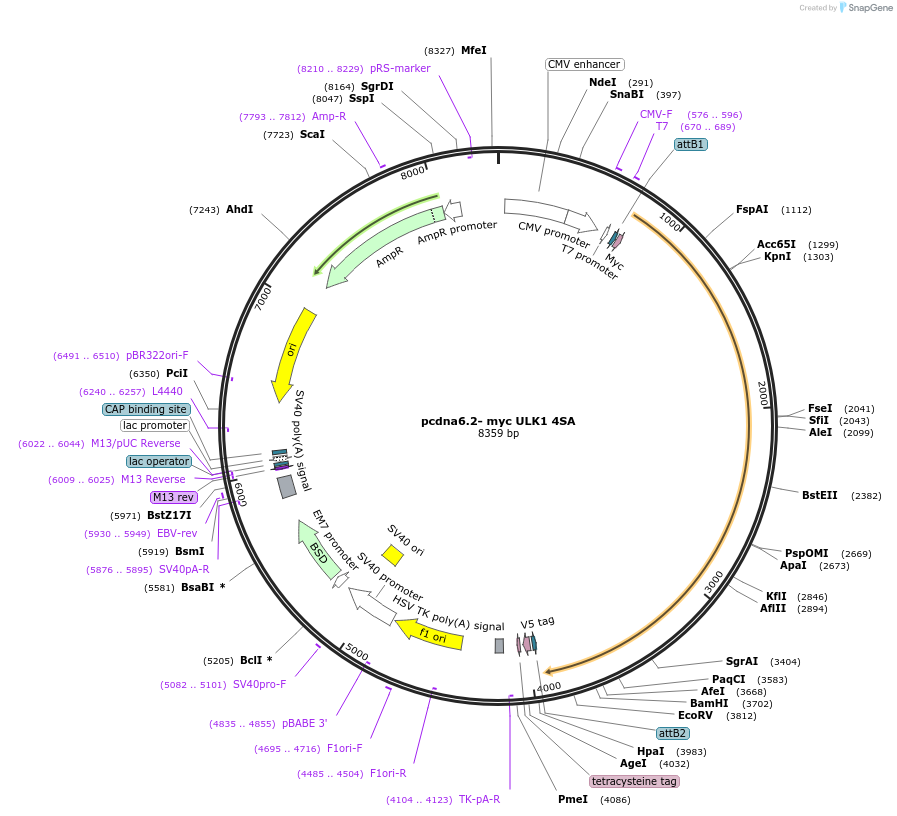 27631-plasmid-map-sequence-id-419744