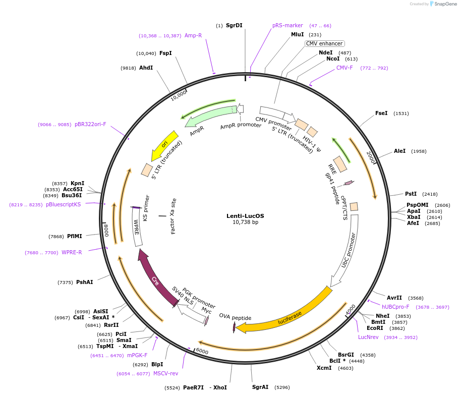 22777-plasmid-map-sequence-id-419746