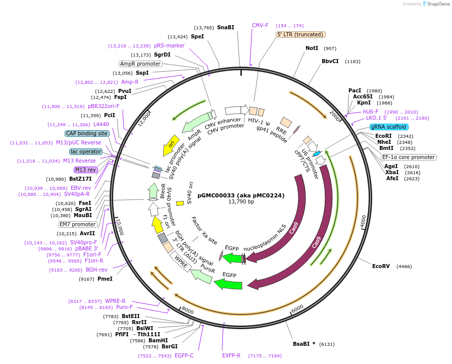 210750-plasmid-map-sequence-id-419750